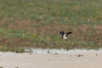 Northern Lapwing Vanellus vanellus in flight in Central France