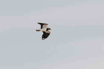 Northern Lapwing Vanellus vanellus in flight in Central France