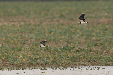 Northern Lapwing Vanellus vanellus in flight in Central France