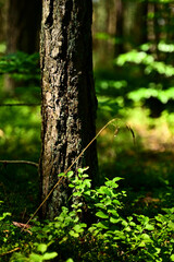 Pnie drzew Sosnowych © Stefan