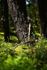 Pnie drzew Sosnowych © Stefan