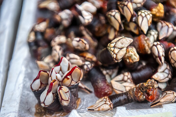 The barnacle is a cirriped crustacean of the Pollicipedidae family that grows on rocks beaten by the waves.