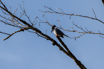 Kingfisher on a branch against a blue sky
