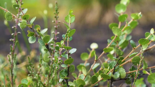 Close up of the dwarf birch. Betula nana. Lithuania - 08 20 2024.