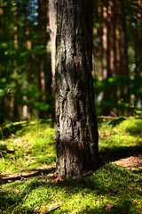 Pnie drzew Sosnowych © Stefan