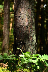 Pnie drzew Sosnowych © Stefan