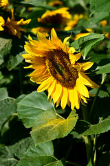 Słoneczniki kwiaty  © Stefan