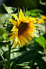 Słoneczniki kwiaty  © Stefan