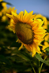 Słoneczniki kwiaty  © Stefan