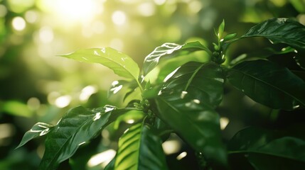 Fototapeta premium Close-up of a plant with leaves