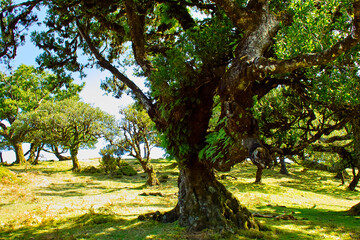 tree at the forest of Fanal