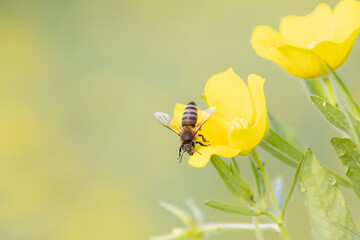 Honey bee Apis mellifera foraging on a yellow flower
