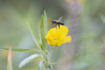 Honey bee Apis mellifera foraging on a yellow flower