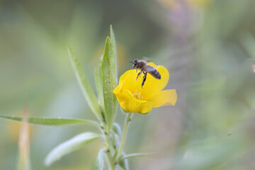 Honey bee Apis mellifera foraging on a yellow flower