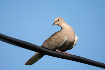 Collared dove perching on the electric cable