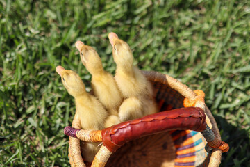 ducklings from behind