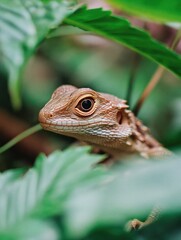Obraz premium Lizard in Leafy Area Close Up