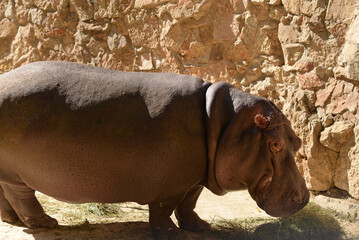 Hippopotamus, african wild animal walks. Hippo