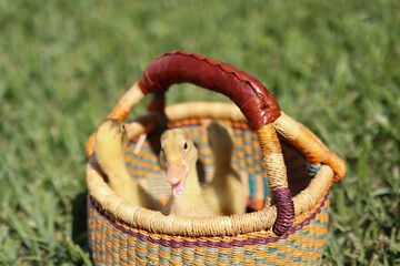 ducklings in a basket