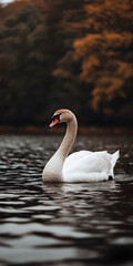 Fototapeta premium Cisne elegante deslizando por um lago sereno