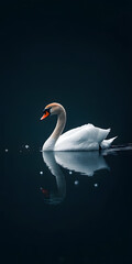 Fototapeta premium Cisne elegante deslizando em um lago