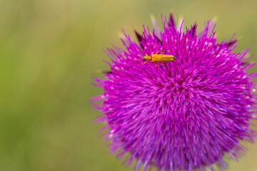 Brown beetle on purple thistle flower