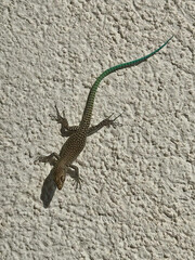 Brown green blue lizard crawl on white rock