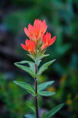Red Flower with Green Leaves