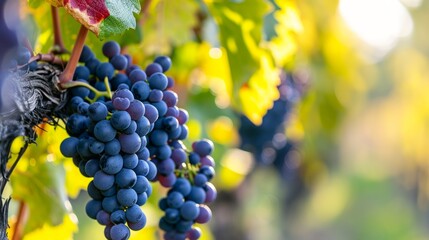 Naklejka premium Autumn in Hungary: Exploring Blue Vine Grapes for the Finest Red Wine Production