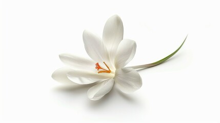 White Crocus Flower Close-Up Photography