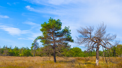 green forest glade under blue cloudy sky