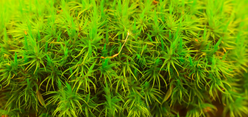 closeup green moss beautiful natural plant background