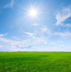 green rural field under blue cloudy sky at the sunny day