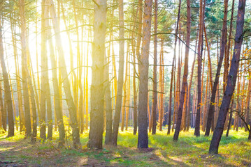 fir tree forest glade in light of sparkle sun