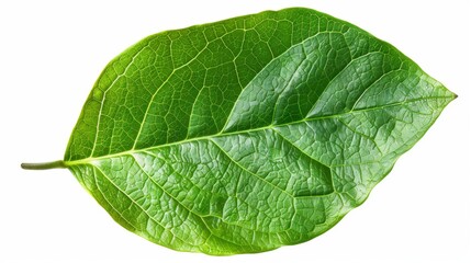 Obraz premium Close-Up of a Green Leaf with Detailed Veins