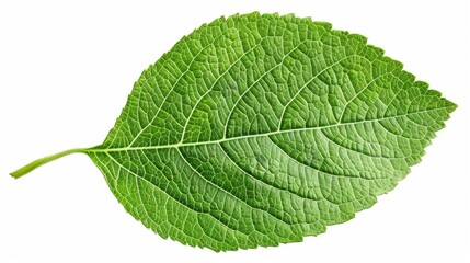 Obraz premium Green Leaf Texture: Close-Up of a Vibrant Leaf