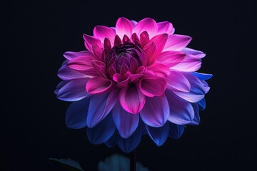 Obraz premium Purple and Blue Flower on Black Background