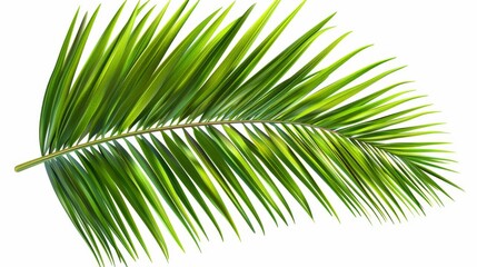 Obraz premium Close-up of a Lush Green Palm Leaf