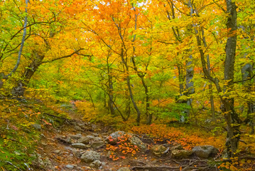 Fototapeta premium red dry autumn beech forest covered by red dry leaves