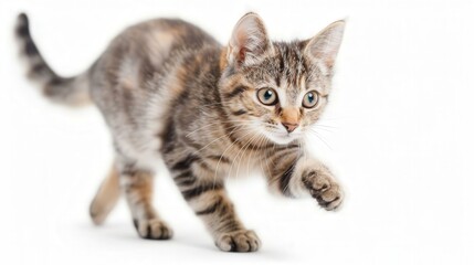 Playful Cat on White Background, an adorable feline with a joyful expression, showcasing vibrant colors and ample space for text, exuding cheerfulness and charm.