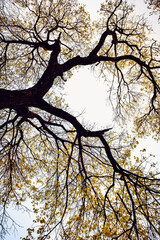 Ipê amarelo