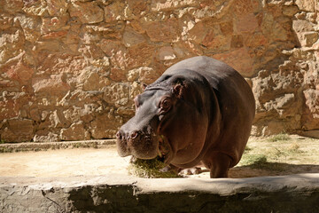 Hippopotamus, african wild animal walks. Hippo