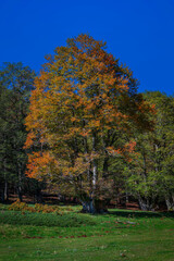 Beech tree with foliage of the bright colors of autumn.