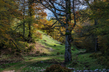 Beech tree with foliage of the bright colors of autumn.