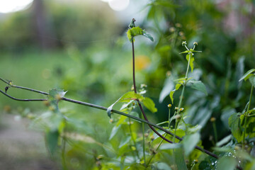green plants in the garden in autumn and early winter
