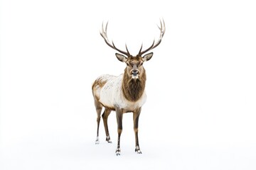 Fototapeta premium Deer in Snow