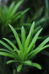 Close up of green leaves