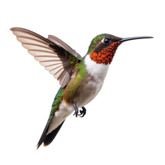 hummingbird png, flying hummingbird, smallbird flying, hummingbird isolated on white transparent background