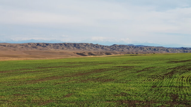 Field sown with wheat; agriculture