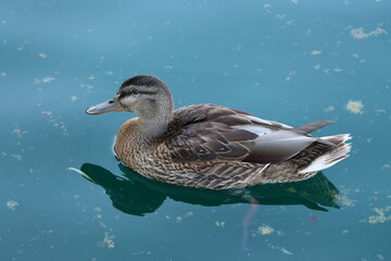 duck on the water